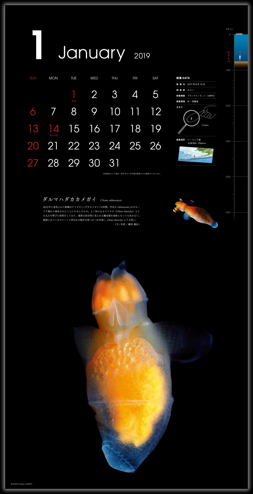 カレンダー 深海生物図鑑 19年版 ジャムハウス